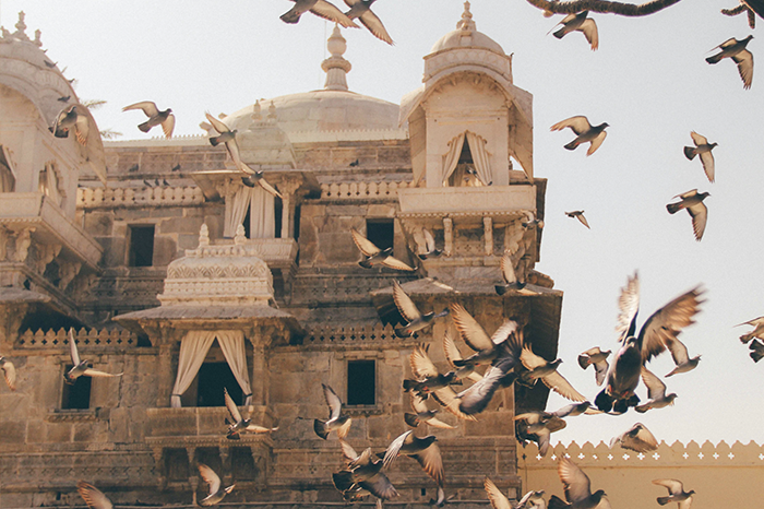 Birds flying in india