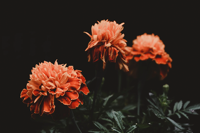 three orange flowers