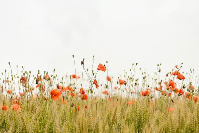 a field of small orange flowers